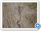 Indigo Snake in a Bush