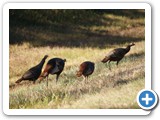 Turkeys - Okefenokee National Wildlife Refuge