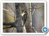 Woodpecker - Okefenokee National Wildlife Refuge