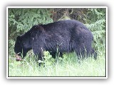 Black Bear in Canada