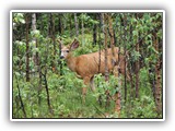 Mule Deer in Jasper Canada