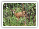 Mule Deer in Jasper Canada