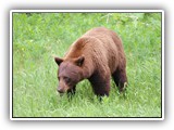 Grizzly Bear in Jasper Canada