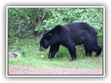 Black Bear in Canada