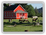 Elk at Elk Country California