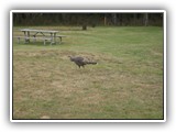 Wild Turkey at Bullards Beach