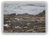 Seals & Sea Lions at Simpson Reef