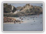 Seals & Sea Lions at Simpson Reef