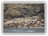 Seals & Sea Lions at Simpson Reef