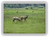 Elk in Oregon