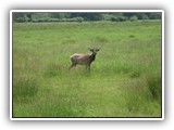 Elk in Oregon