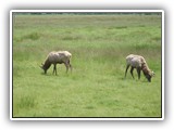 Elk in Oregon