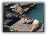 Sea Lions at Newport Harbor