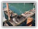 Sea Lions at Newport Harbor