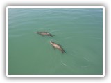 Sea Lions at Newport Harbor