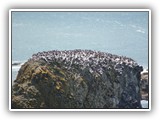 Birds at Cape Perpetua