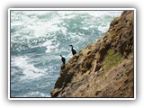 Birds at Cape Perpetua