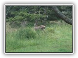 Deer at Nehalem Bay