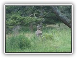 Deer at Nehalem Bay