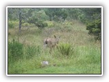 Deer at Nehalem Bay