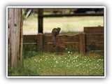 Brown Squirrel at Fort Stevens