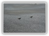 Black Oystercatcher