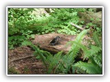 Pileated Woodpecker at Hoh Rain Forest