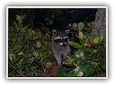 Racoon at Salt Creek