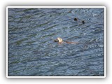 Otter at Salt Creek