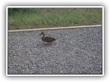 Farragut Duck at Campsite