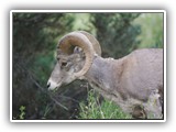 Redstreak Big Horn Sheep