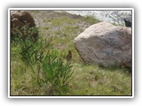 Columbian Ground Squirrel