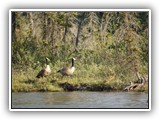 Geese Family in Kootenay