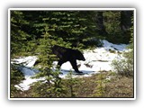 Black Bear in Canada