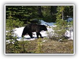 Black Bear in Canada