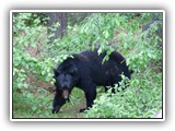 Black Bear in Canada