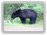 Black Bear in Canada