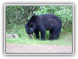 Black Bear in Canada