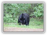 Black Bear in Canada