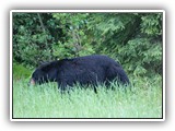 Black Bear in Canada