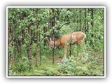 Mule Deer in Jasper Canada