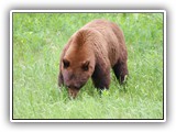 Grizzly Bear in Jasper Canada