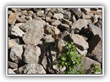 Columbian Ground Squirrel