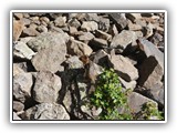 Columbian Ground Squirrel