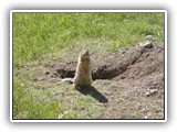 Farragut Columbian Ground Squirrel