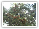 Magpie in Banff