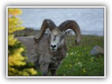 Bighorn Sheep in Glacier