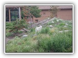 Wolf at Grizzly & Wolf Center