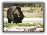 Grizzly at Grizzly & Wolf Center