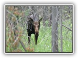 Moose in Buffalo Idaho